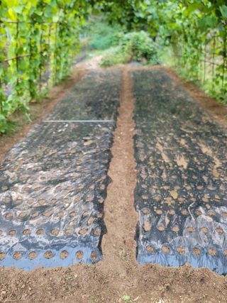 이성우님의 마늘 · 영농일지 작성글 사진