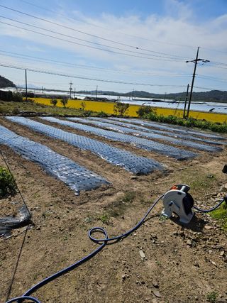 전성숙 님의 마늘 · 영농일지 작성글 사진