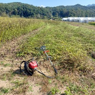 강원도 횡성군님의 들깨 · 자유게시판 작성글 사진