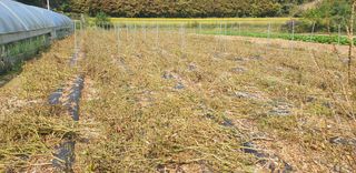 권오영님의 고추 · 영농일지 작성글 사진