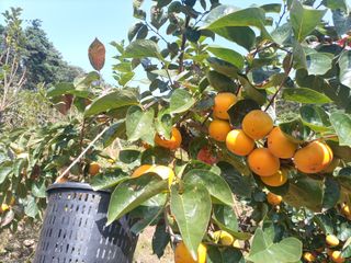 제키님의 감 · 영농일지 작성글 사진