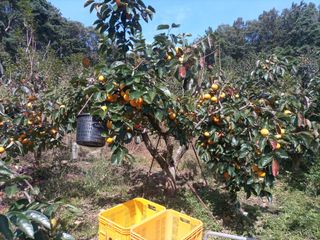 제키님의 감 · 영농일지 작성글 사진