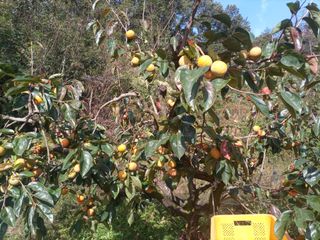 제키님의 감 · 영농일지 작성글 사진
