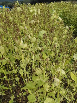 김연호님의 들깨 · 영농일지 작성글 사진