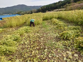 김연호님의 들깨 · 영농일지 작성글 사진