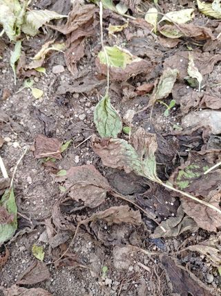 김연호님의 들깨 · 영농일지 작성글 사진