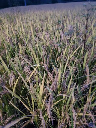 새싹농장님의 벼 · 영농일지 작성글 사진