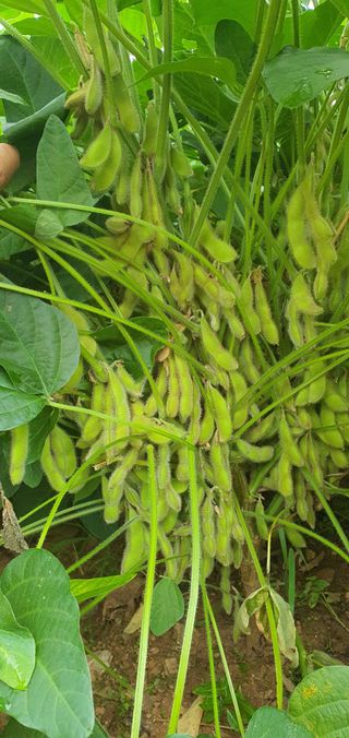 하얀그림자님의 콩 · 자유게시판 작성글 사진