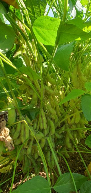 하얀그림자님의 콩 · 자유게시판 작성글 사진