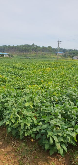 하얀그림자님의 콩 · 자유게시판 작성글 사진