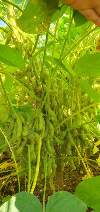 하얀그림자님의 콩 · 자유게시판 작성글 사진