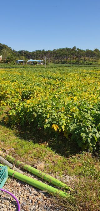 하얀그림자님의 콩 · 자유게시판 작성글 사진