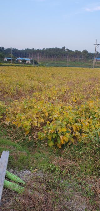 하얀그림자님의 콩 · 자유게시판 작성글 사진