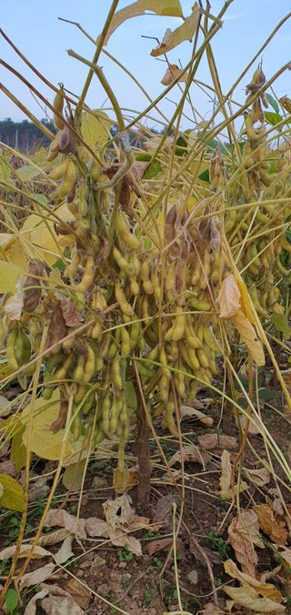 하얀그림자님의 콩 · 자유게시판 작성글 사진