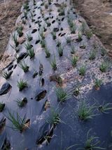 팜모닝 마늘·영농일지 게시글 이미지