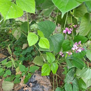 포도15386님의 매일매일 농사공부 · 자유게시판 작성글 사진