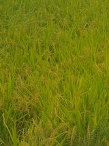 팜모닝 작목반 소개하고 지원받기·참여글 게시글 이미지