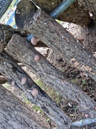 박영호님의 자유주제 · 사진전 작성글 사진