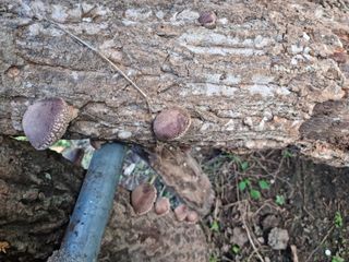 박영호님의 자유주제 · 사진전 작성글 사진