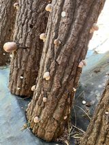 팜모닝 버섯·수확 게시글 이미지