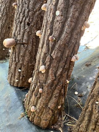 한밭농원님의 버섯 · 수확 작성글 사진