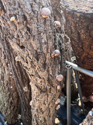 한밭농원님의 버섯 · 수확 작성글 사진