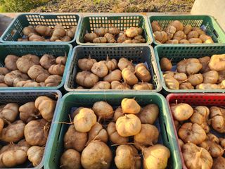 김영준님의 작목반 소개하고 지원받기 · 참여글 작성글 사진