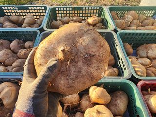 김영준님의 작목반 소개하고 지원받기 · 참여글 작성글 사진