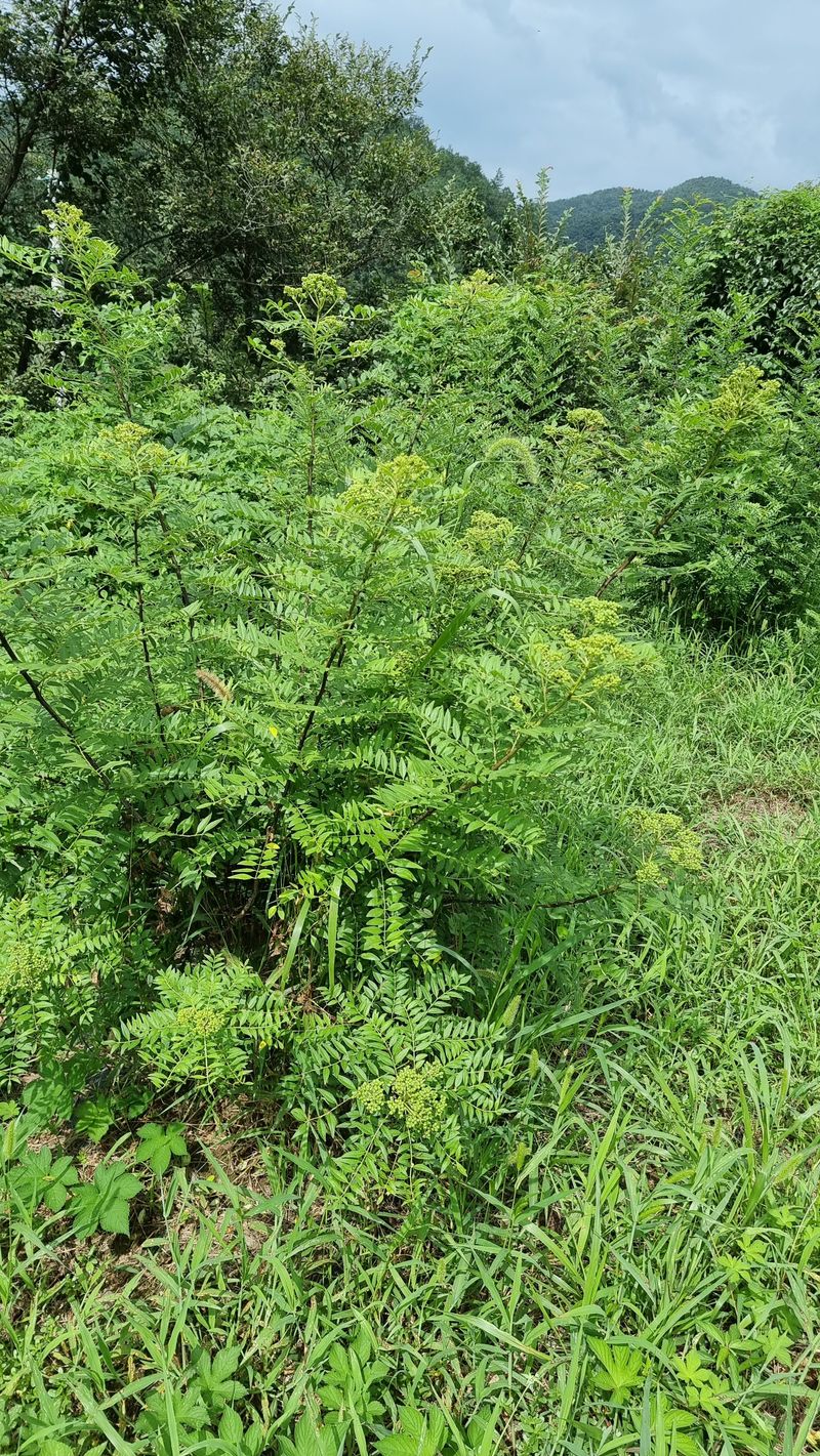 장터 상품 [   산초 가루  500그람    2만원 입니다 ] 썸네일