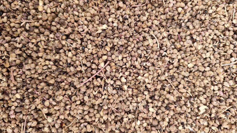 양지리님의 장터 판매 상품 [신토불이 산초 360밀리 리터  십만원 입니다 ] 첨부 사진