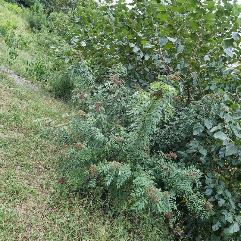 양지리님의 장터 판매 상품 [   산초 가루  500그람    2만원 입니다 ] 첨부 사진