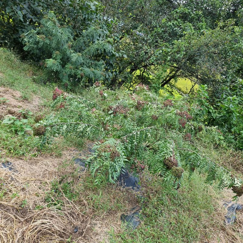 양지리님의 장터 판매 상품 [   산초 가루  500그람    2만원 입니다 ] 첨부 사진