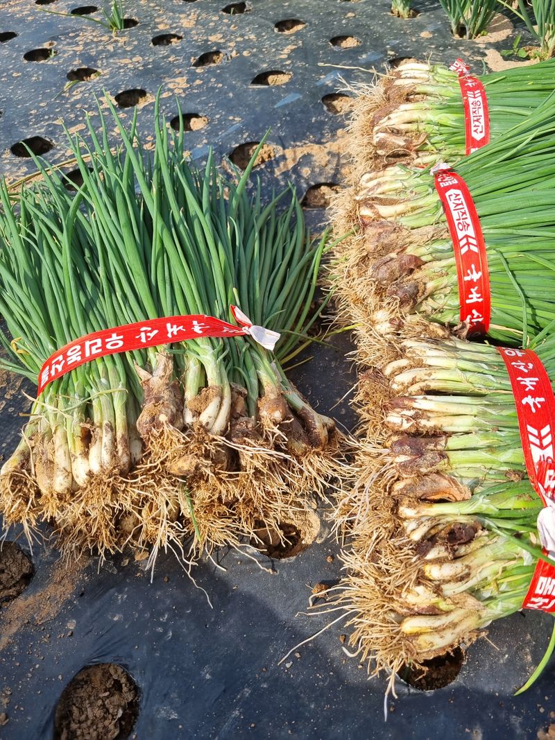 장터 상품 [쪽파 완판] 썸네일