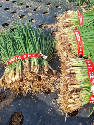 민들레님의 작성글 사진