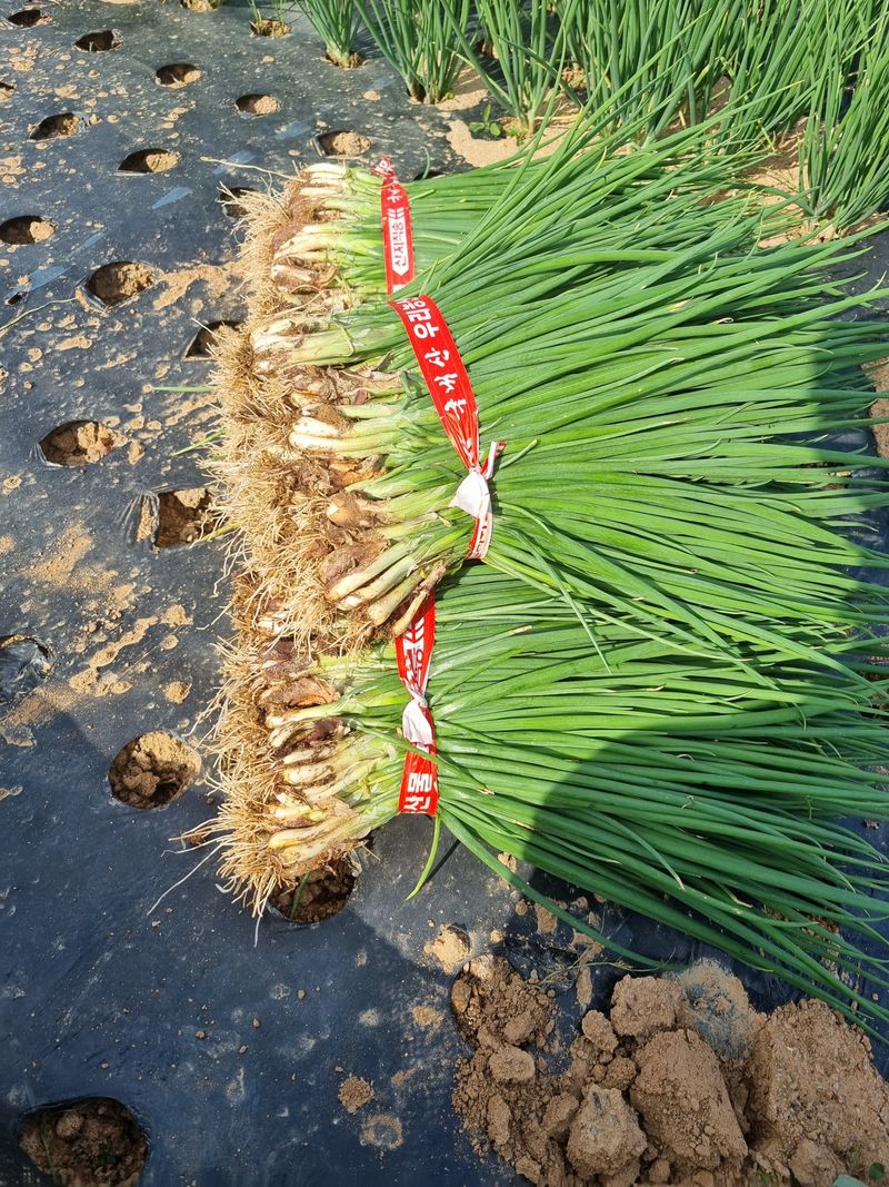 민들레님의 장터 판매 상품 [쪽파 완판] 첨부 사진