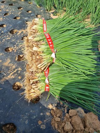 민들레님의 작성글 사진