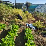 팜모닝 배추·영농일지 게시글 이미지