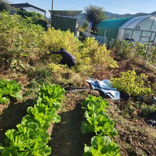 박은정님의 배추 · 영농일지 작성글 사진