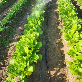 박은정님의 배추 · 영농일지 작성글 사진