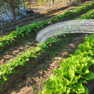 박은정님의 배추 · 영농일지 작성글 사진