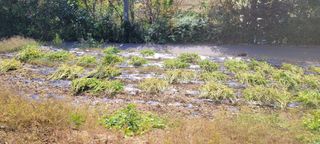 박영준님의 들깨 · 자유게시판 작성글 사진