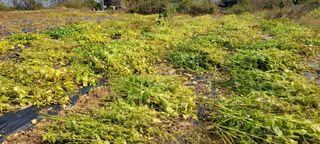 박영준님의 들깨 · 자유게시판 작성글 사진