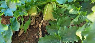 박영준님의 들깨 · 자유게시판 작성글 사진