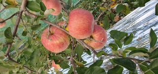 김귀분님의 자유주제 · 자유게시판 작성글 사진