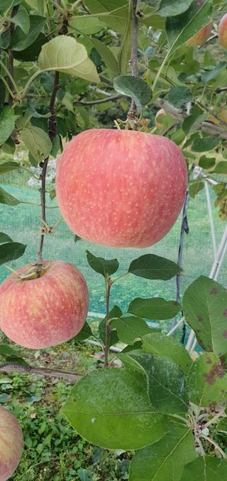 김귀분님의 자유주제 · 자유게시판 작성글 사진