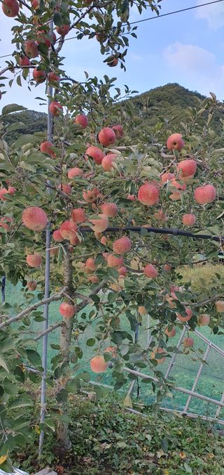 김귀분님의 자유주제 · 자유게시판 작성글 사진