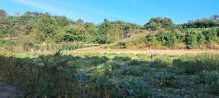 박광석님의 들깨 · 영농일지 작성글 사진