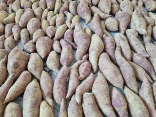 김한수님의 고구마 · 영농일지 작성글 사진