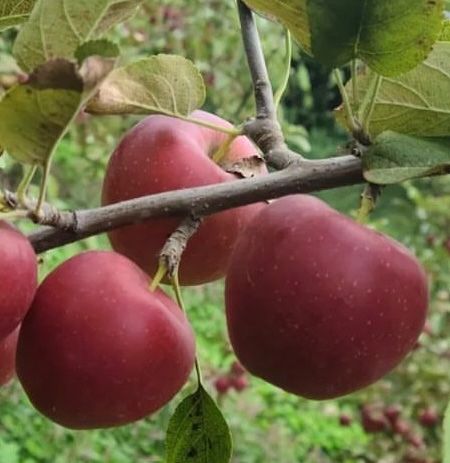 일심묘목농원님의 장터 판매 상품 [루비에스 (사과나무) 접목 1년생 묘목 ] 첨부 사진