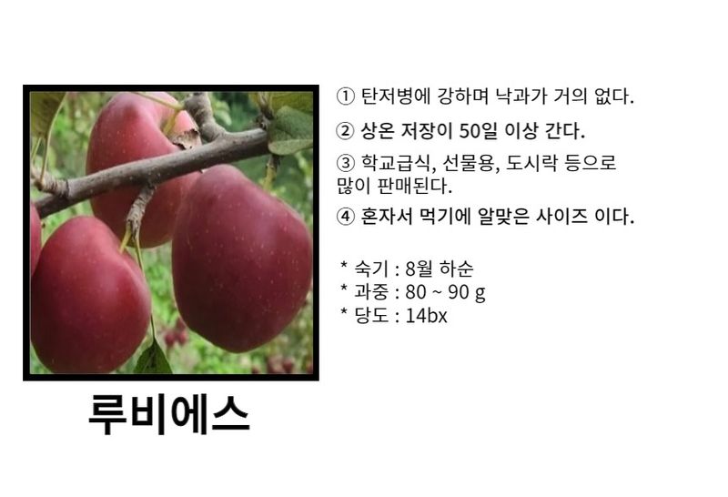 일심묘목농원님의 장터 판매 상품 [루비에스 (사과나무) 접목 1년생 묘목 ] 첨부 사진